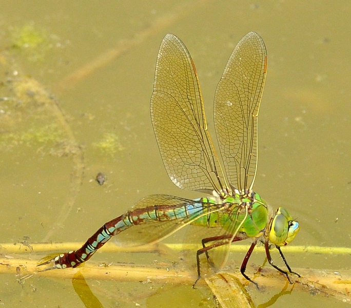 Anax imperator